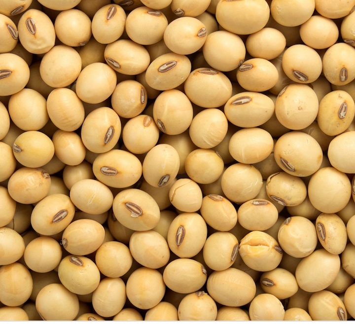 We are bulk exporters and suppliers of Bénin Soybean (NON GMO)