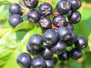 I'm selling seasonal aronia