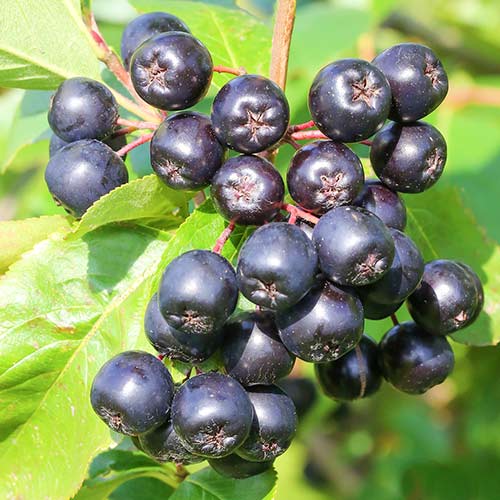 I'm selling seasonal aronia