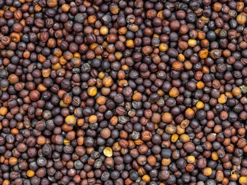 Hello! We are a Ukrainian company selling rapeseed (harvest 2022)