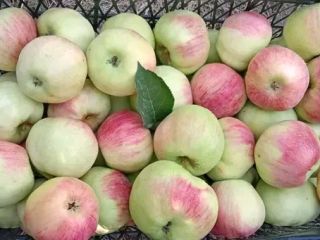 I sell organic fruits and vegetables: apples, prunes, peppers,