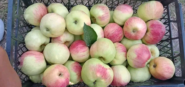 I sell organic fruits and vegetables: apples, prunes, peppers, tomatoes, red beets, cabbage, pumpkins, cabbage, corn, leeks
