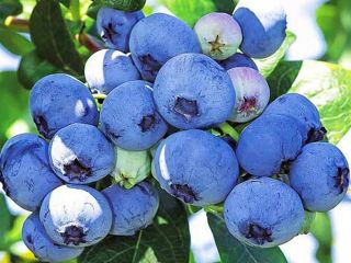 I will sell lower quality blueberry, post-harvest waste is