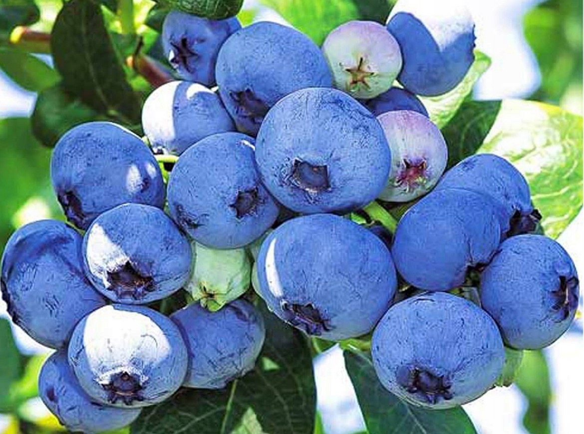 I will sell lower quality blueberry, post-harvest waste is suitable for preserves for confectioneries, etc