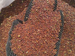 I will sell black mustard for export, the origin