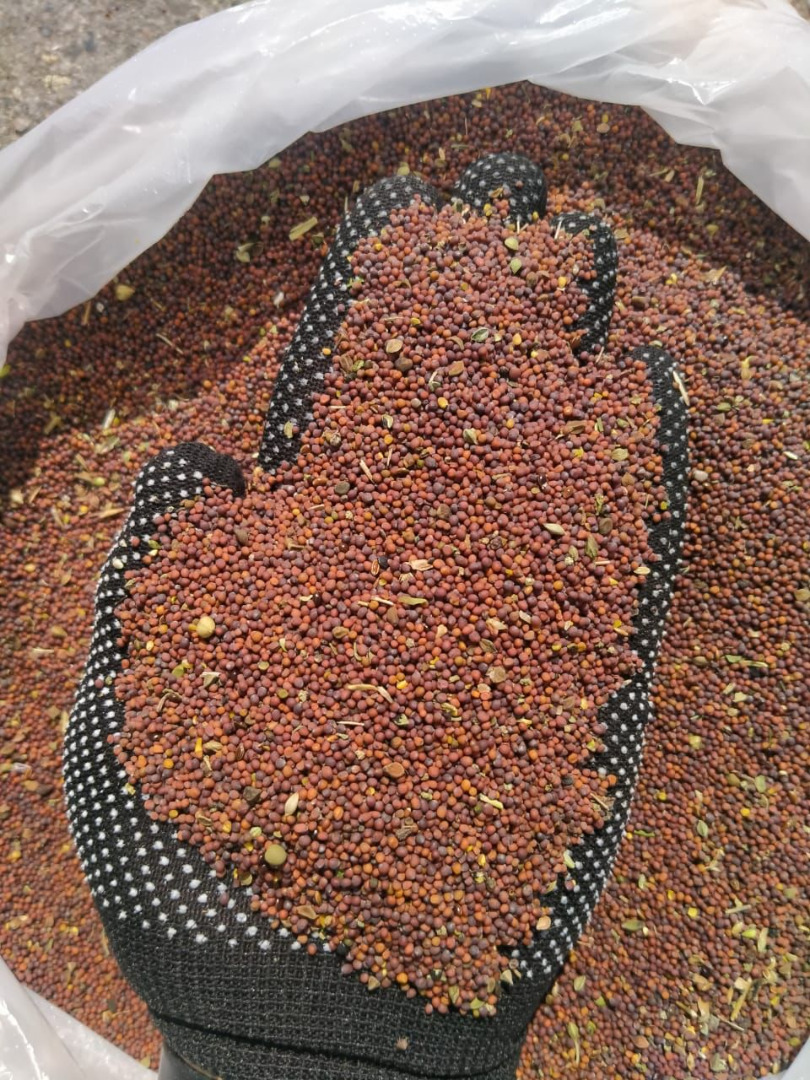 I will sell black mustard for export, the origin is Kazakhstan