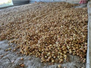 I am selling top quality onions