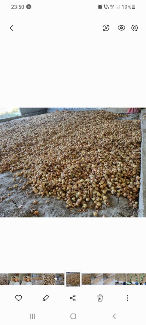 I am selling top quality onions