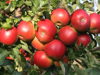 I will sell organic apples with a certificate. Harvest