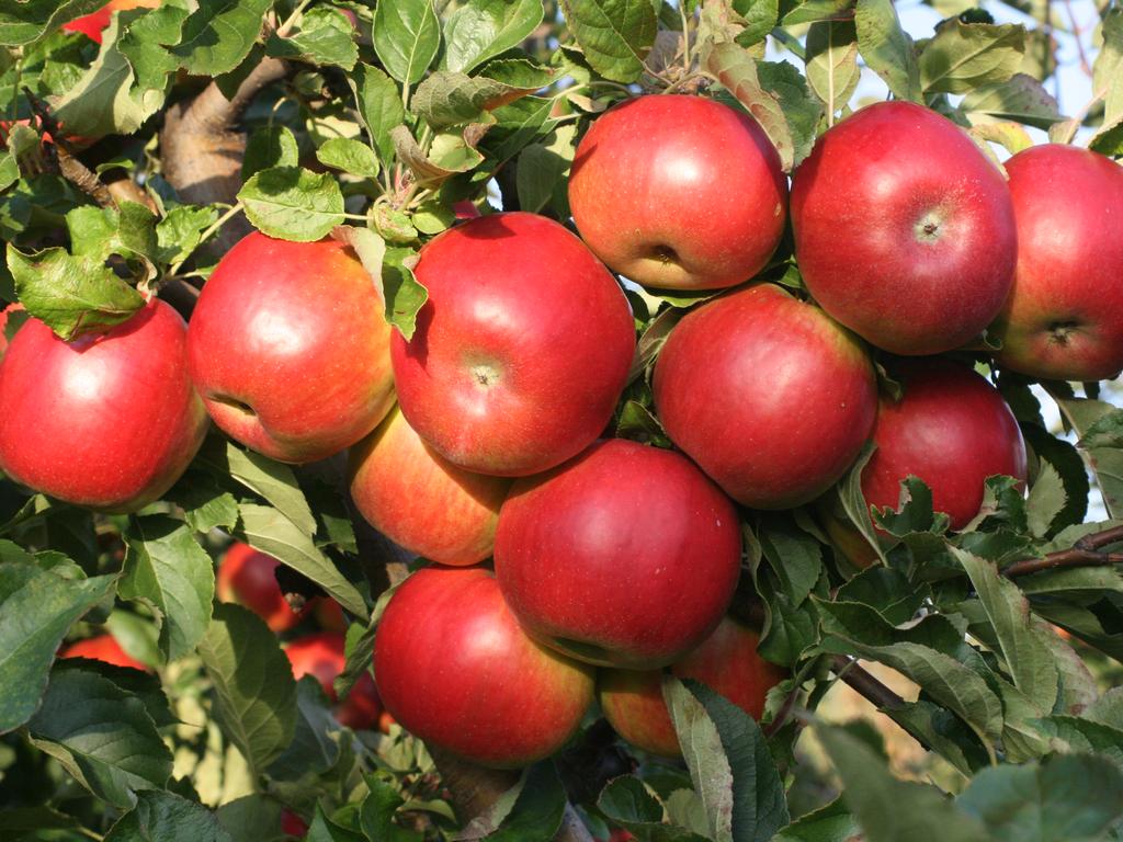 I will sell organic apples with a certificate