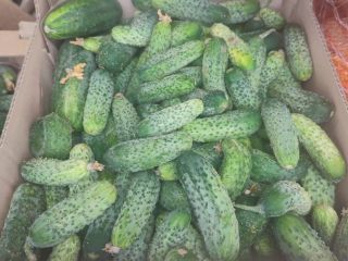 I will sell amarok cucumbers, 600kg-800kg