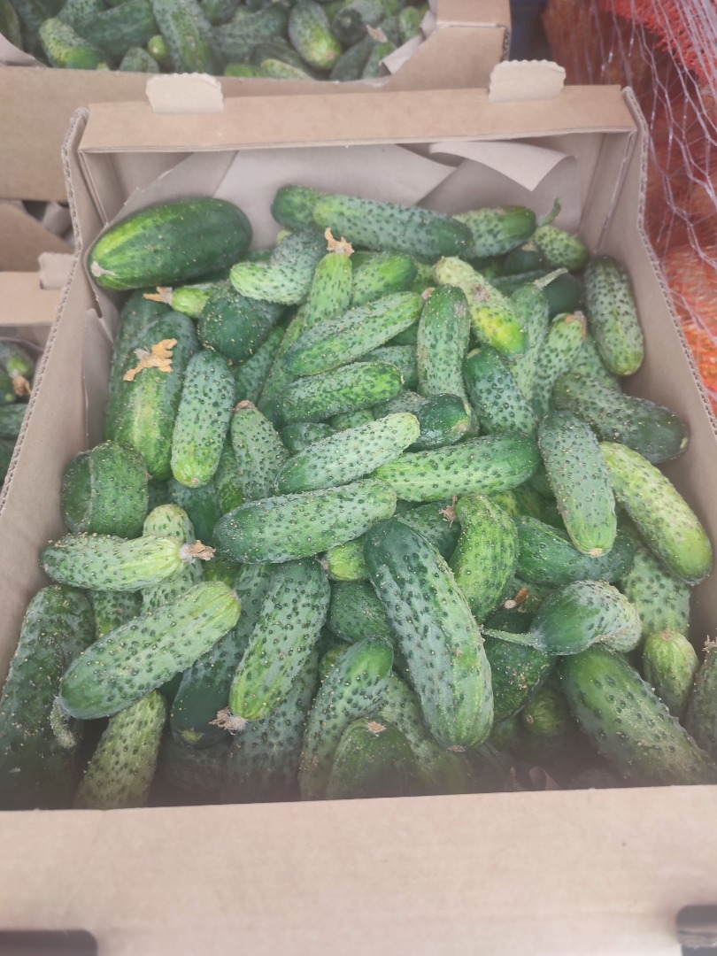 I will sell amarok cucumbers, 600kg-800kg