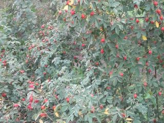 Fresh rose hips of the "Karpatia" variety