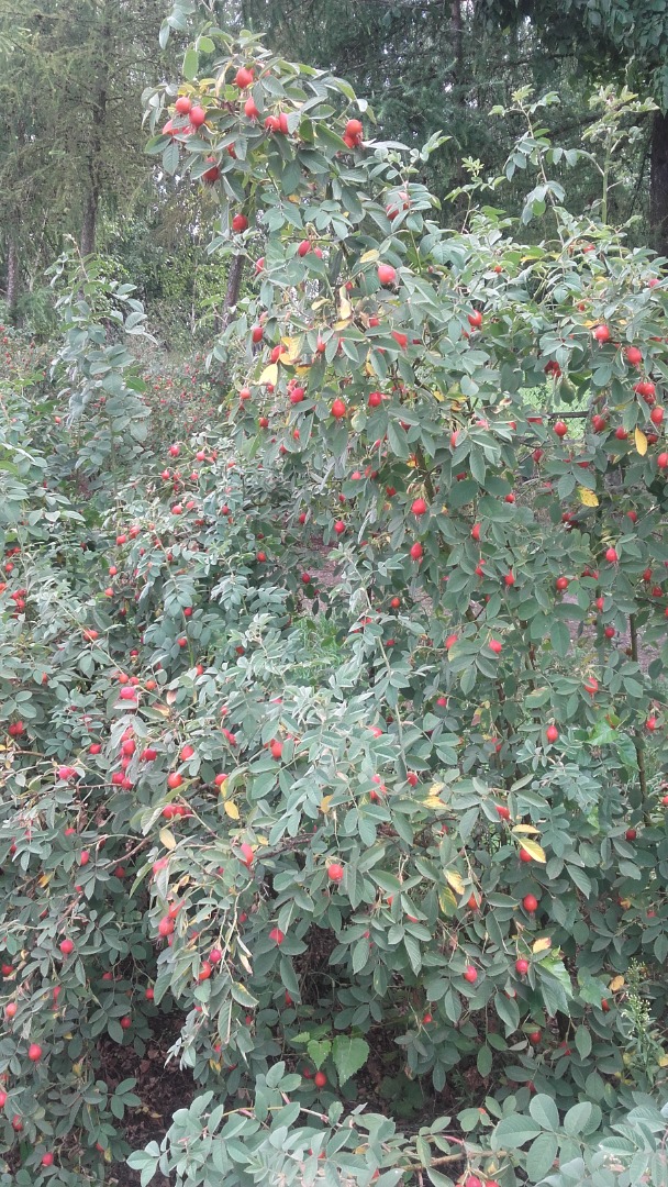 Fresh rose hips of the "Karpatia" variety