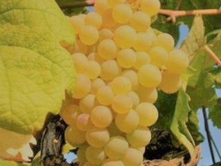 Certified organic wine grapes for sale, Trebbiano Malvasia and