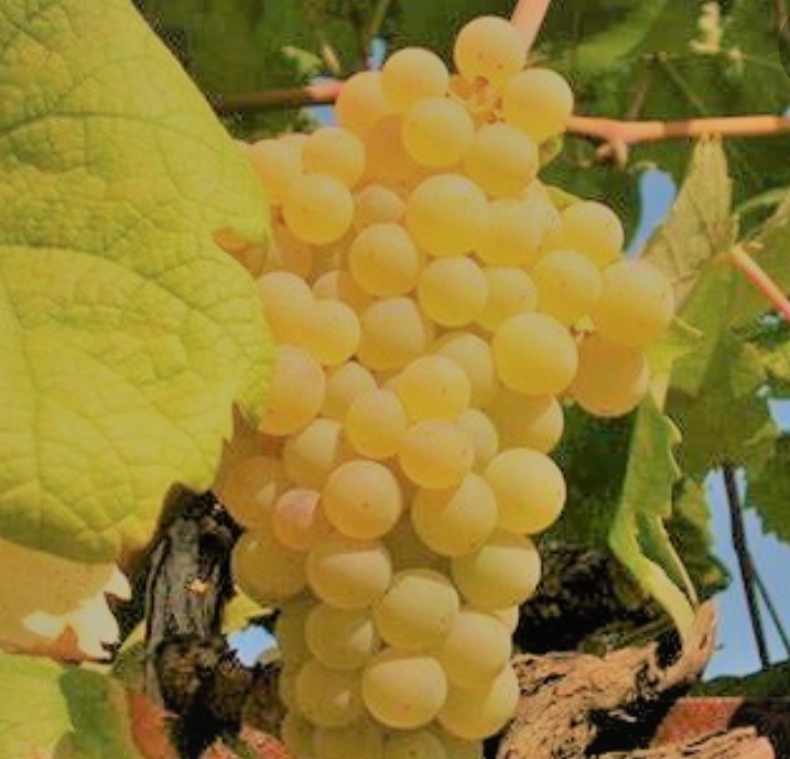 Certified organic wine grapes for sale, Trebbiano Malvasia and Bellone quality