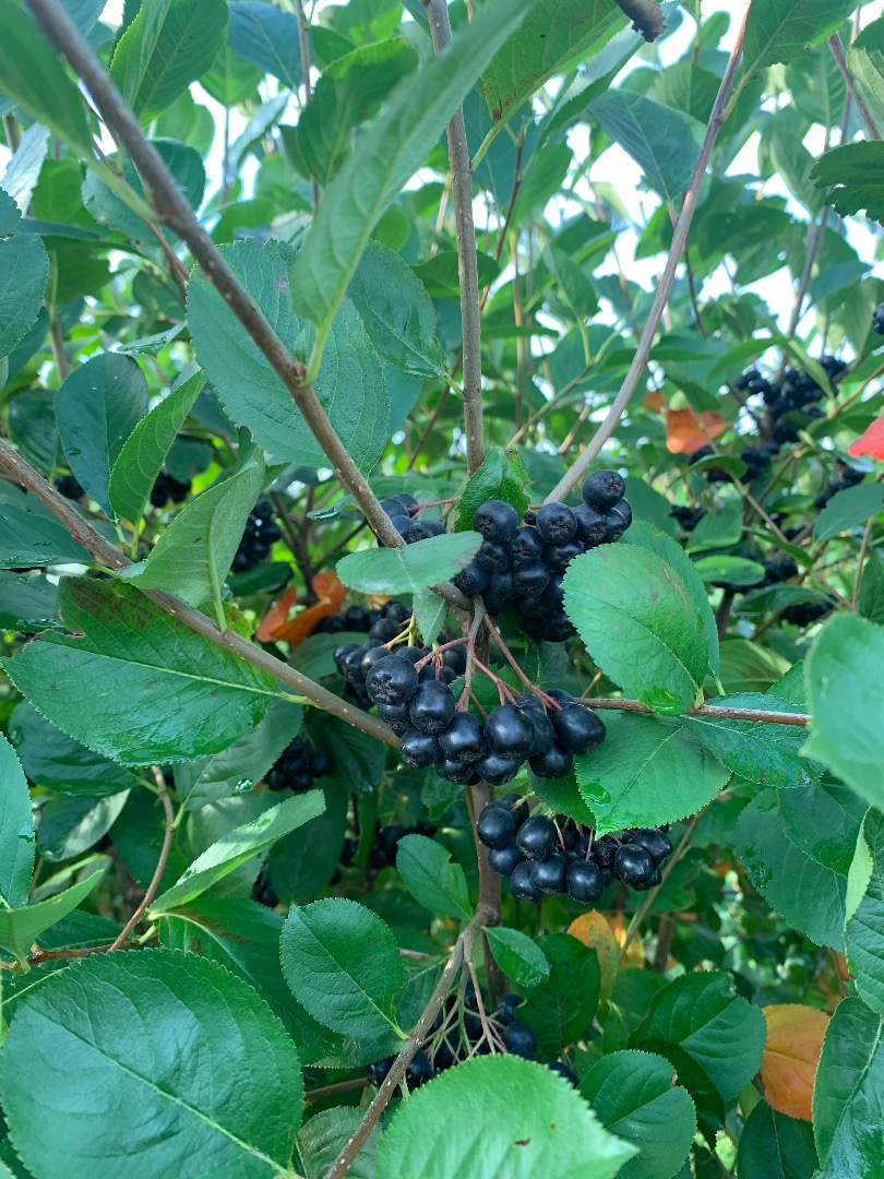 Fresh big juicy