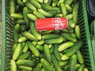 Various types of Śrem cucumbers for sale