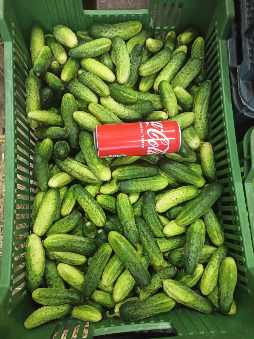 Various types of Śrem cucumbers for sale