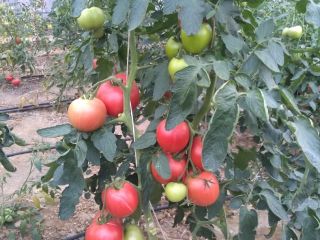 Pink King variety, raspberry, very good, biologically protected without