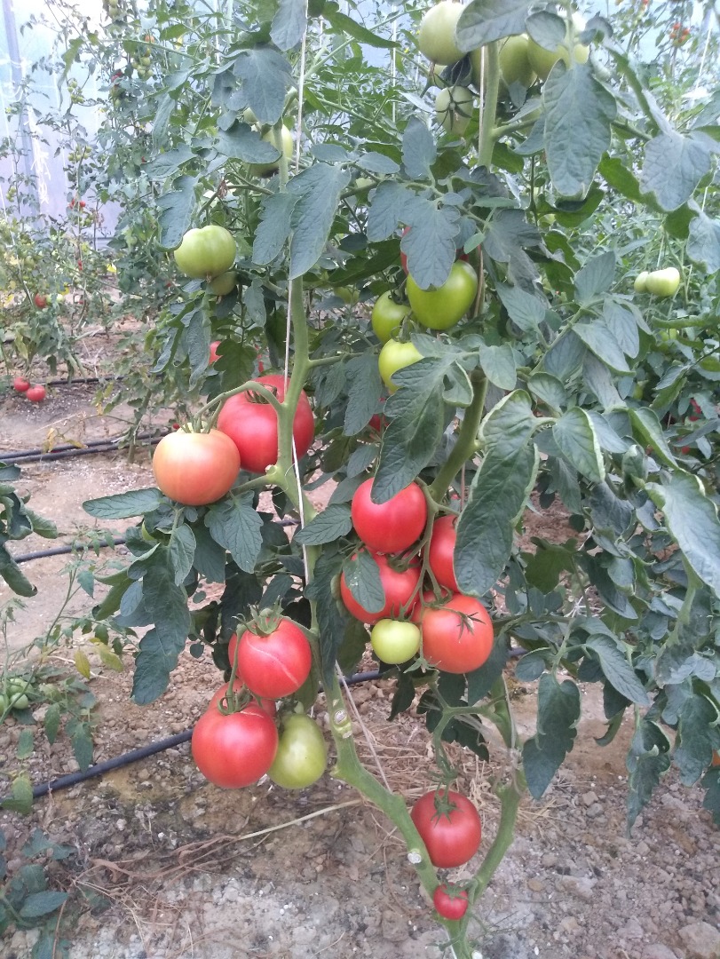 Pink King variety, raspberry, very good, biologically protected without chemical fertilizers