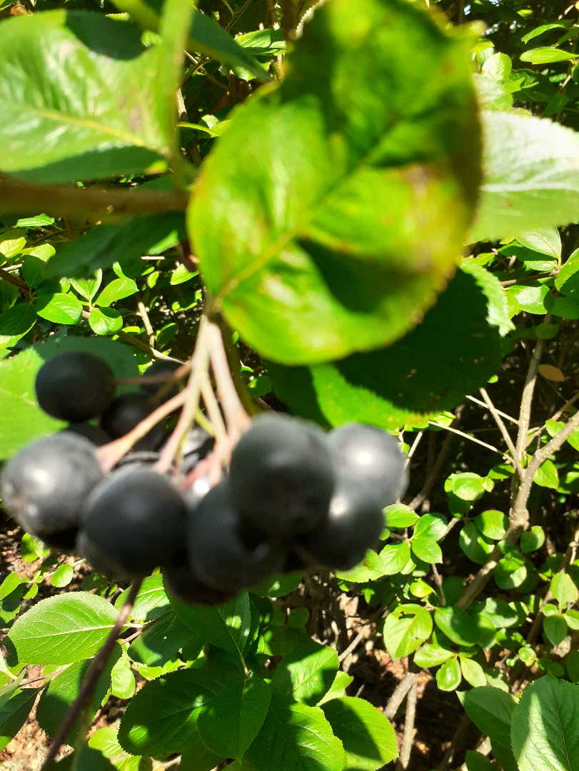 Hello, I am selling - hand picked - chokeberry