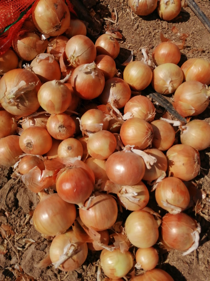 Onion harvest 2022