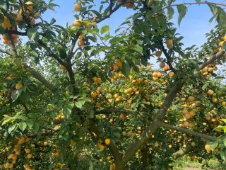 I will sell a shiro plum, about 3 tons