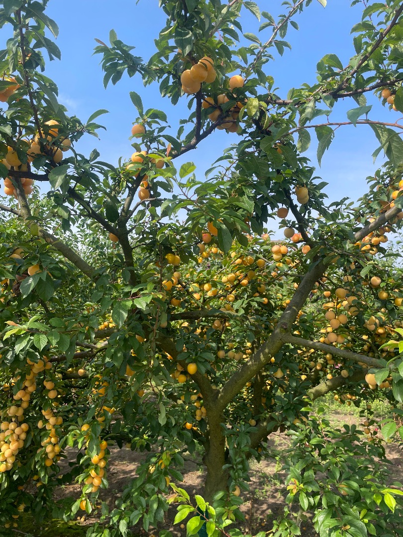I will sell a shiro plum, about 3 tons