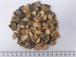 Snow White Pumpkin Seed