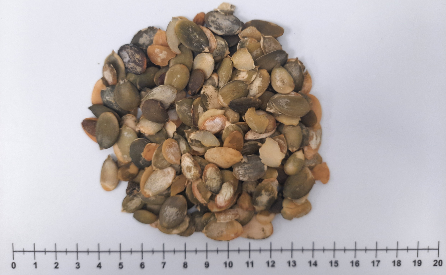 Snow White Pumpkin Seed