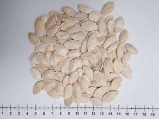 Pumpkin seeds in their shell