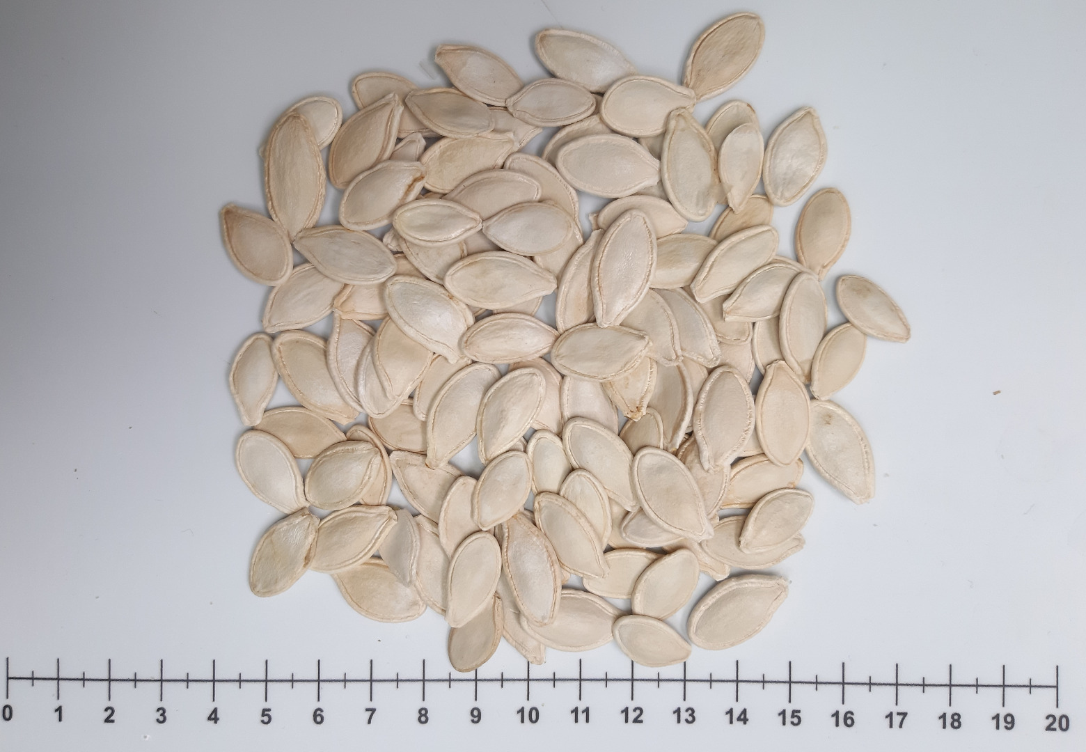 Pumpkin seeds in their shell