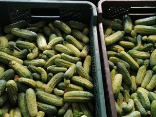 Fresh cucumber, torn every 2 days, a variety suitable
