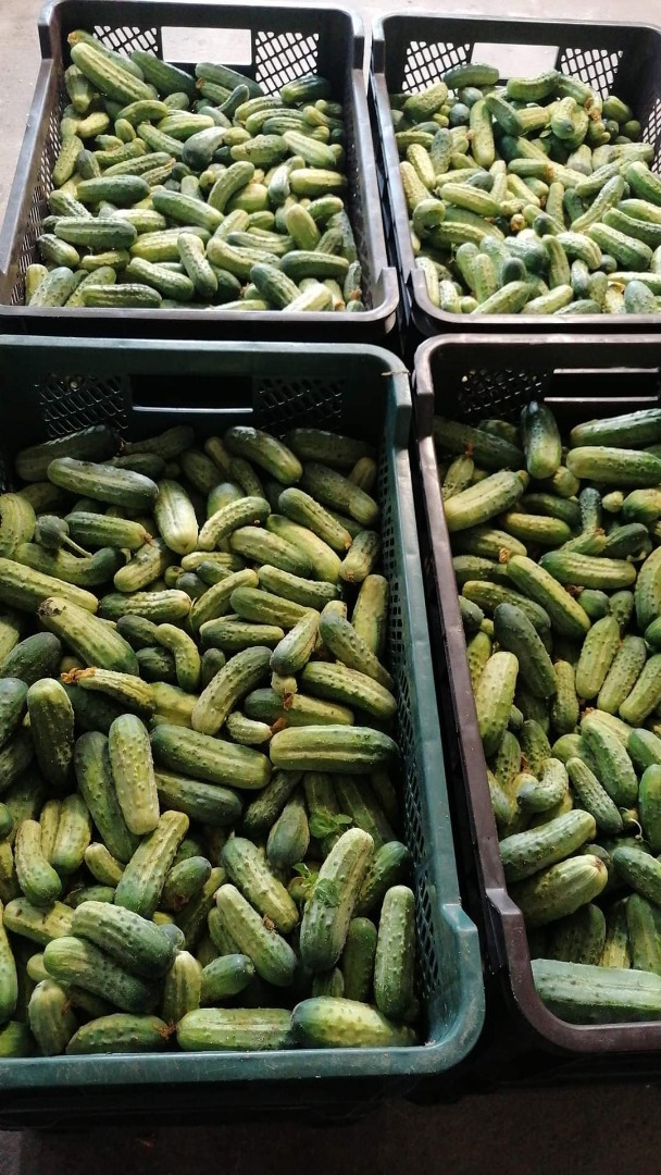 Fresh cucumber, torn every 2 days, a variety suitable for preserves, a tasty, sweet taste, silage, gherkin, salad, amounts from 200 to 300 kilos, near
