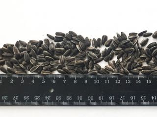 The Ukrainian farm company offers you High oleic sunflower