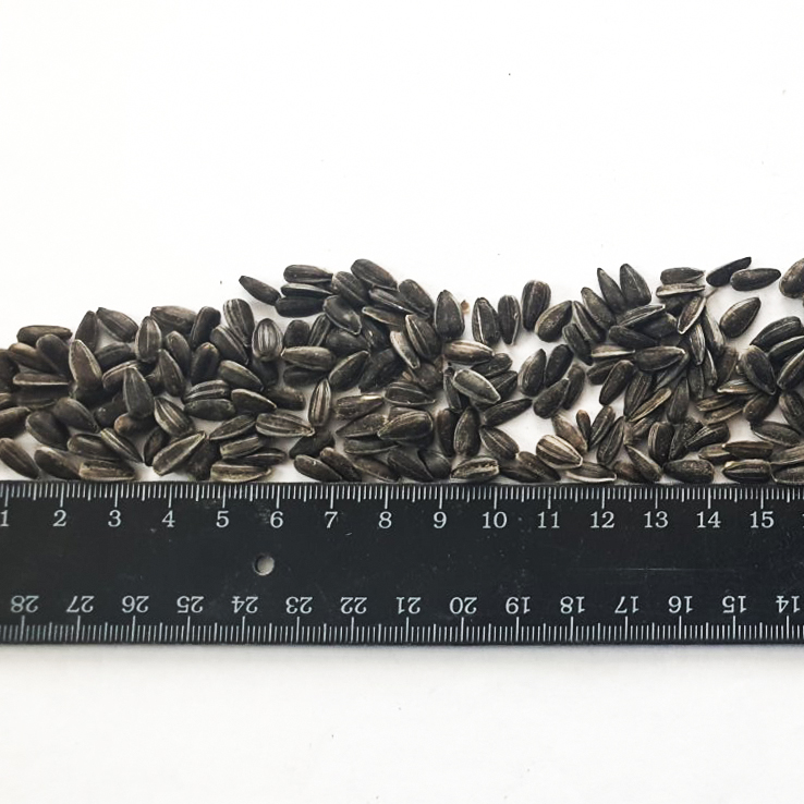 The Ukrainian farm company offers you High oleic sunflower seed, of their own production(fields)