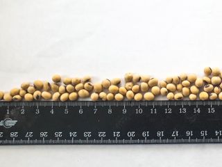 The Ukrainian farm company offers you GMO soybeans of
