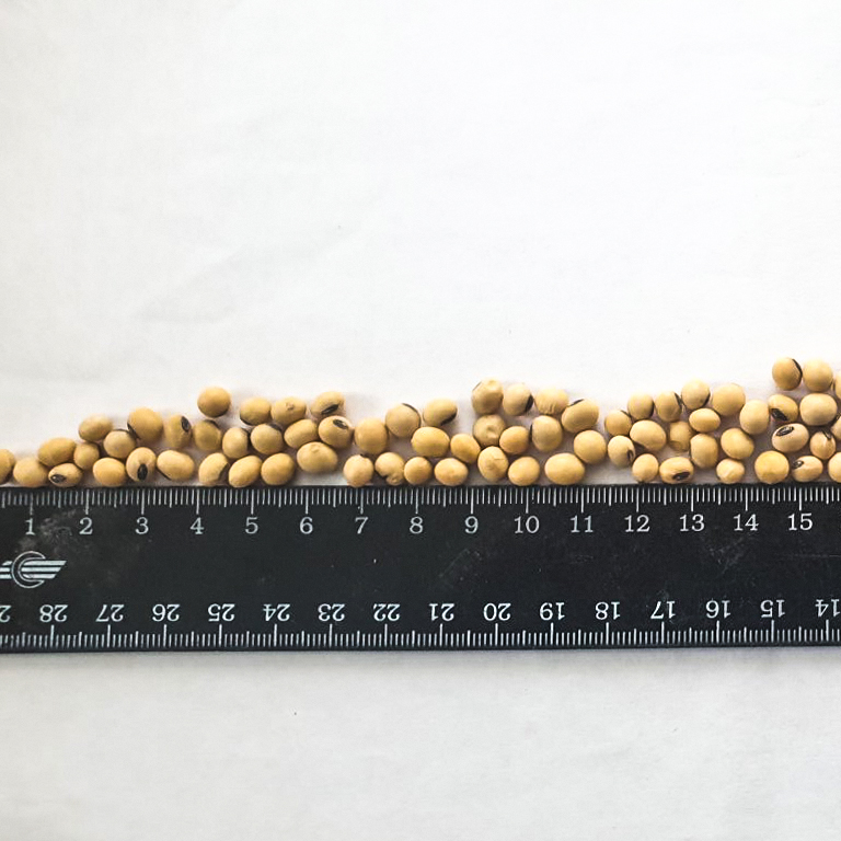 The Ukrainian farm company offers you GMO soybeans of their own production(fields)