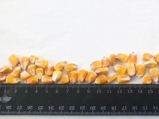 The Ukrainian farm company offers you feed grade maize