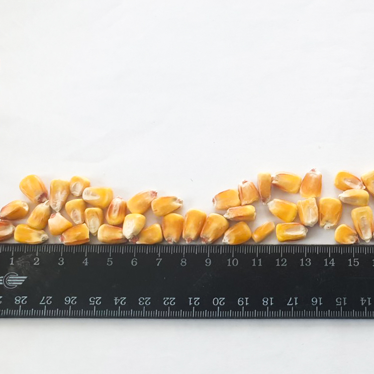 The Ukrainian farm company offers you feed grade maize seed ( corn)