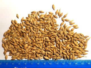 The Ukrainian farm company offers you Feed grade barley