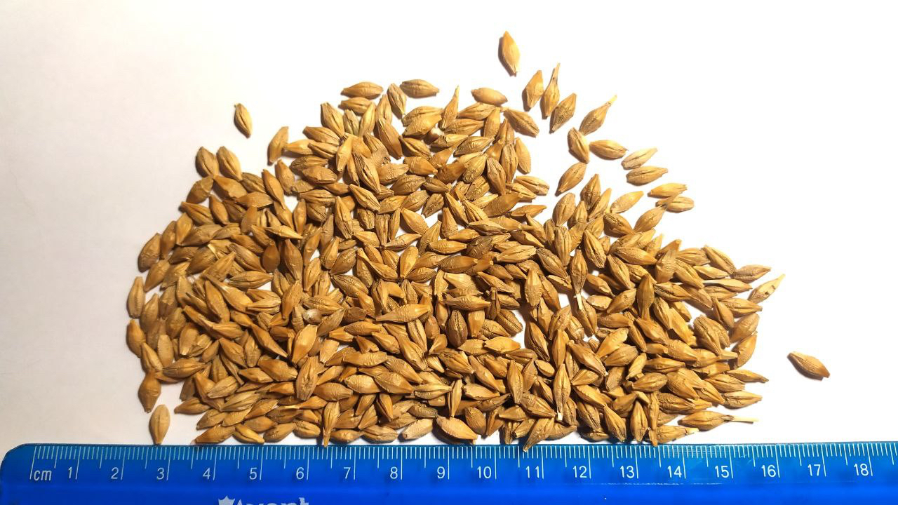 The Ukrainian farm company offers you Feed grade barley seed, of their own production(fields)