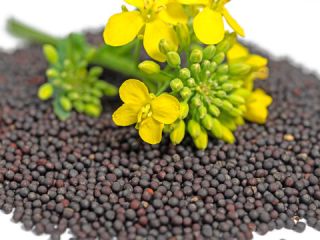 Rapeseeds hjihger quality from 2022 Ukraine 1000 tons immediately