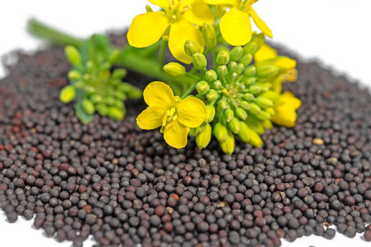 Rapeseeds hjihger quality from 2022 Ukraine 1000 tons immediately available Logsitics only by train in Waggons a 60-70 tons Price included Railwayz logisizcs