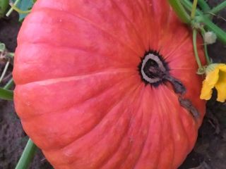 I will sell giant pumpkins without the use of