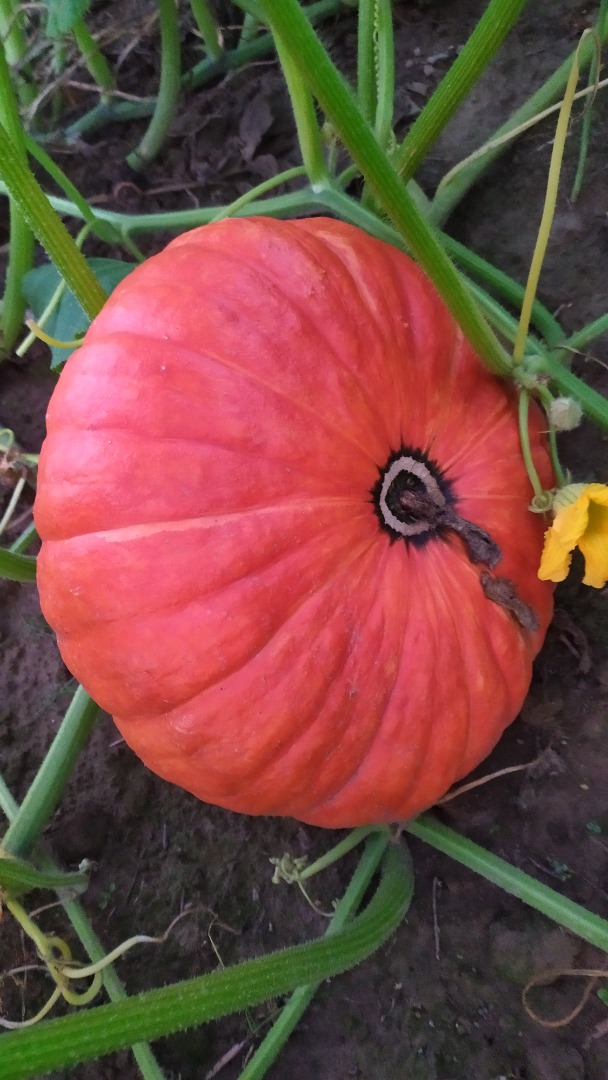 I will sell giant pumpkins without the use of fertilizers and spraying