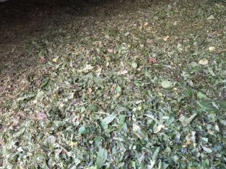 I will sell dried nettle. For more information, call