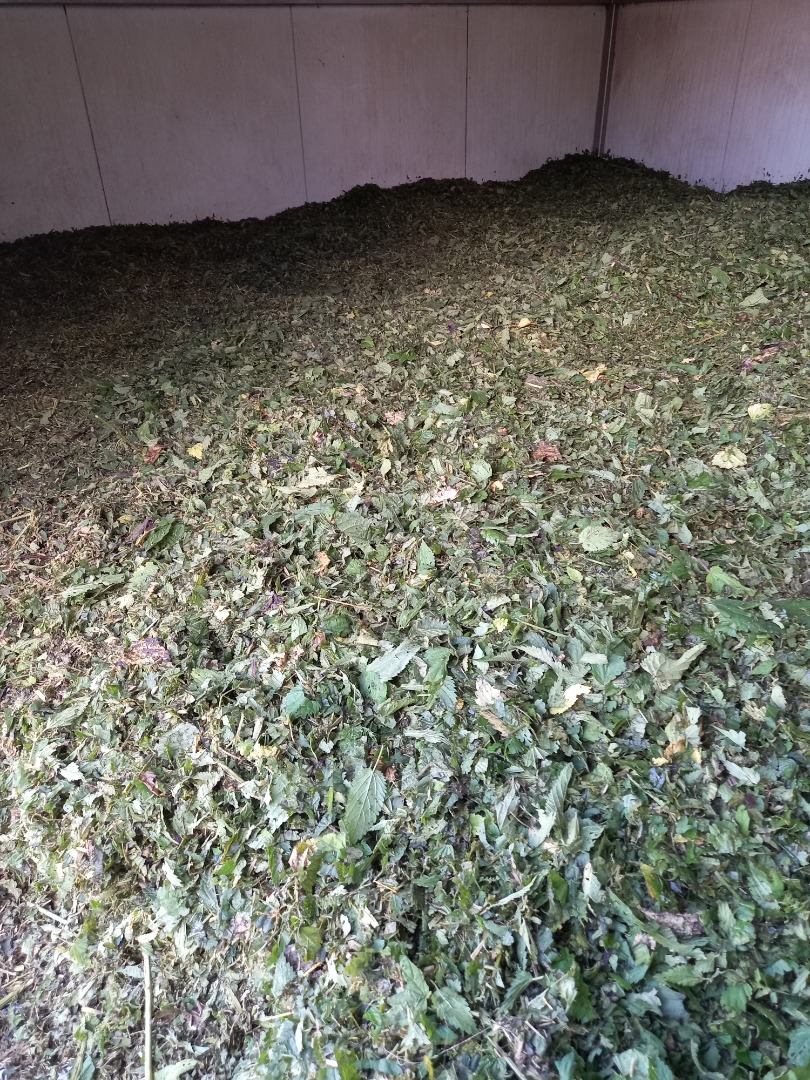 I will sell dried nettle