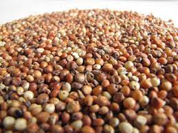 Dear potential client, we are the best producers and suppliers of quality and fresh tasty Sorghum and we have the ability to offer you monthly supply of any